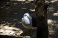 Close -up of Kelp Gull (Larus dominicanus) in Sydney