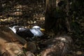 Close -up of Kelp Gull (Larus dominicanus) in Sydney