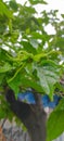 close up of Kenanga (Cananga odorata) leaves and flowers