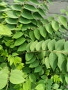 Close up of kentucky coffeetree plant Royalty Free Stock Photo