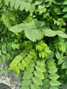 Close up of kentucky coffeetree plant Royalty Free Stock Photo