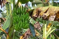 Close up of Kerala Banana Bunch Royalty Free Stock Photo