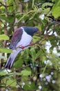 Close up of a Kereru (Hemiphaga novaeseelandiae) Royalty Free Stock Photo