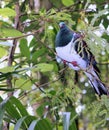 Close up of a Kereru (Hemiphaga novaeseelandiae) Royalty Free Stock Photo