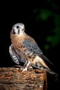 Close up of a kestral. Royalty Free Stock Photo