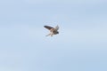 Close up of Kestrel - bird of prey - hovering in the sky, hunting for prey Royalty Free Stock Photo