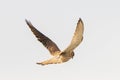 Close up of Kestrel - bird of prey - hovering in the sky, hunting for prey Royalty Free Stock Photo