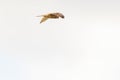 Close up of Kestrel - bird of prey - hovering in the sky, hunting for prey Royalty Free Stock Photo