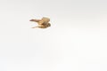 Close up of Kestrel - bird of prey - hovering in the sky, hunting for prey Royalty Free Stock Photo