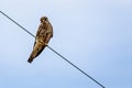 Close up of Kestrel - bird of prey - perched on wire Royalty Free Stock Photo