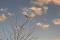 Close-up of a Kestrel bird of prey sits in the top of a bare tree. Against a blue and orange colored sky Royalty Free Stock Photo