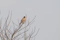 Close-up of a Kestrel bird of prey sits in the top of a bare tree. Against a gray colored sky Royalty Free Stock Photo
