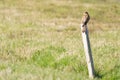 Close-up of Kestrel bird of prey sitting on a pole in the grass, hunting for prey. in rear view Royalty Free Stock Photo