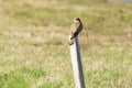 Close-up of Kestrel bird of prey sitting on a pole in the grass, hunting for prey. in rear view Royalty Free Stock Photo