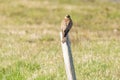 Close-up of Kestrel bird of prey sitting on a pole in the grass, hunting for prey. in rear view Royalty Free Stock Photo