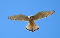 Close up of Kestrel in flight hovering Royalty Free Stock Photo