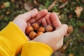 Close up of kid hands holding handful unpeeled hazelnuts on autumn background