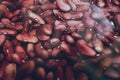 Kidney beans soaked in water