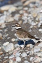 A Killdeer bird walking along the shoreline