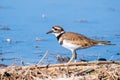 Close up of Killdeer Charadrius vociferus on the shoreline of a pond in Merced National Wildlife Refuge, Central California