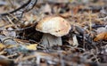 A close-up of a king bolete, boletus edulis, penny bun, cep, porcini, edible mushroom with a large cap and stout stipe growing in