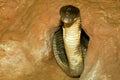 Close up king cobra in cave is dangerous snake at garden thailand