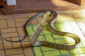 Close up king cobra on floor is dangerous snake at thailand
