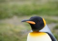 Close Up of a King Penguin Against a Green Background Royalty Free Stock Photo