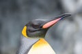 Close up King Penguin (Aptenodytes patagonicus) face. Royalty Free Stock Photo