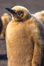 Close up King Penguin Chick (Aptenodytes patagonicus) Royalty Free Stock Photo