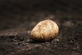 Close up of a King penguin egg Royalty Free Stock Photo