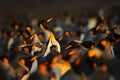 Close up of king penguin in Falkland islands Royalty Free Stock Photo