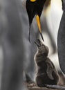 Close up of a King penguin feeding a chick