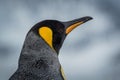 Close-up of king penguin looking at camera Royalty Free Stock Photo