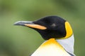 Close-up of king penguin looking at camera Royalty Free Stock Photo