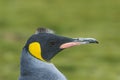 Close-up of king penguin looking at camera Royalty Free Stock Photo
