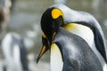 Close-up of king penguin looking at camera Royalty Free Stock Photo