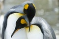Close-up of king penguin looking at camera Royalty Free Stock Photo