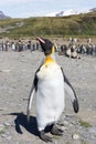 A Molting King Penguin with Mountains in the Distance