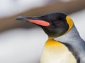 Close up of King penguin portrait, looking left Royalty Free Stock Photo