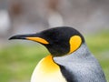 Close Up of King Penguin with Rain Drops Royalty Free Stock Photo