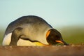 Close up of a King penguin sleeping on a sandy beach Royalty Free Stock Photo