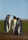 Close up of King penguins in Falkland Islands Royalty Free Stock Photo