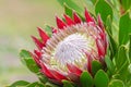 Close up of  King protea ,  Protea cynaroides is blooming Royalty Free Stock Photo