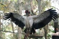 Close up of a King Vulture spreading its wings