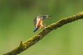 Close up of a Kingfisher Alcedo atthis eating fish Royalty Free Stock Photo