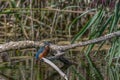 Kingfishers on a branch.