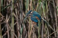 Kingfishers on a branch.