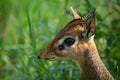 Close-up of Kirk dik-dik head in grass Royalty Free Stock Photo