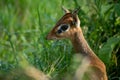 Close-up of Kirk dik-dik standing in grass Royalty Free Stock Photo